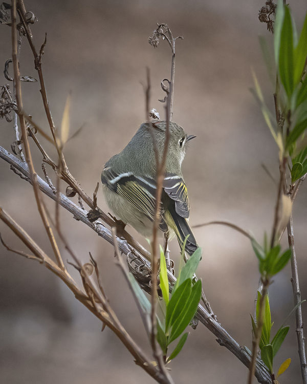 Ruby-crowned Kinglet (Irvine Lake - check out the ...