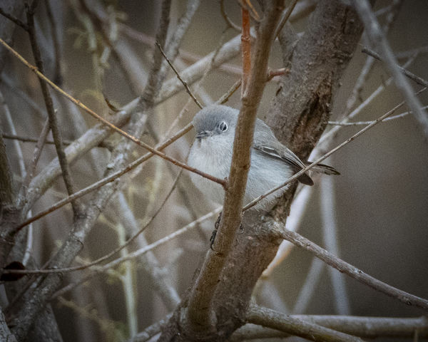 Blue-gray Gnatcatcher (Irvine Lake)...