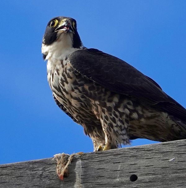 Hungry peregrine falcon...