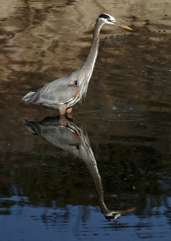 Great blue heron and reflection...
