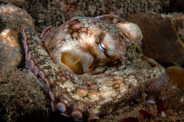 Octopus bimaculatus...
