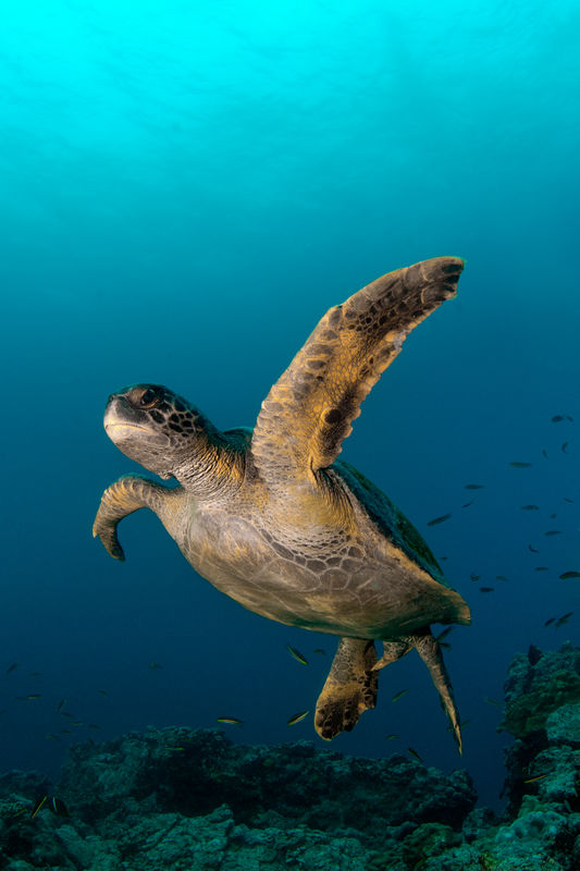 Galapagos green sea turtle,Chelonia mydas...