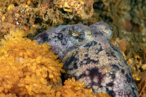 Octopus rubescens guarding her eggs...