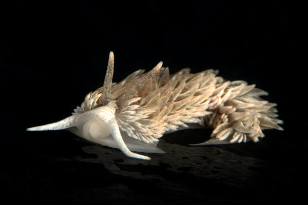Shag Rug nudibranch, Aeolidia loui...