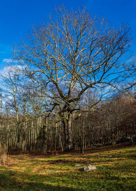 Winter & Christmas in New York 3 2015 Westchester Walk Trees in