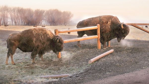 Bison near a wooden fence...