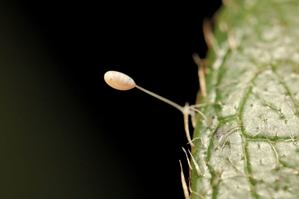 lacewing egg,maybe empty...
