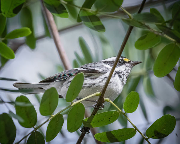 Black-throated Gray Warbler...