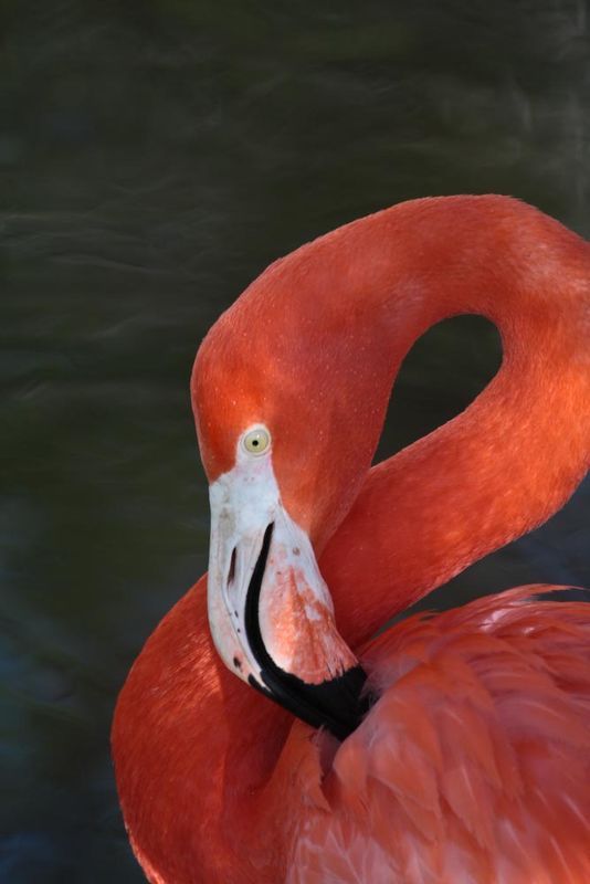 Pink Flamingo, zoo...
