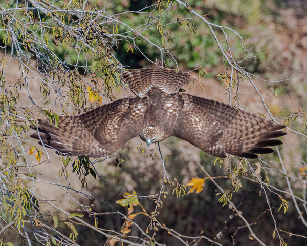 Red-tailed Hawk dropping from perch (Nikkor 200-50...