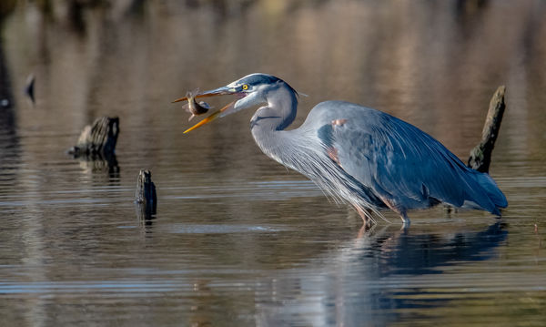 Great Blue Heron and lunch...