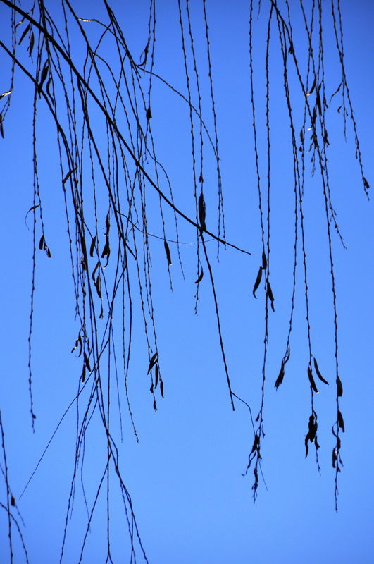 2 - Bare willow tree branches...