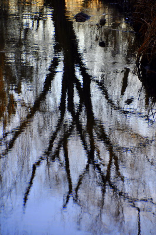 4 - Creek with reflections...