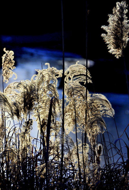 7 - More back-lit grasses at the creek...