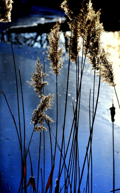 9 - Even more back-lit grasses at the creek...