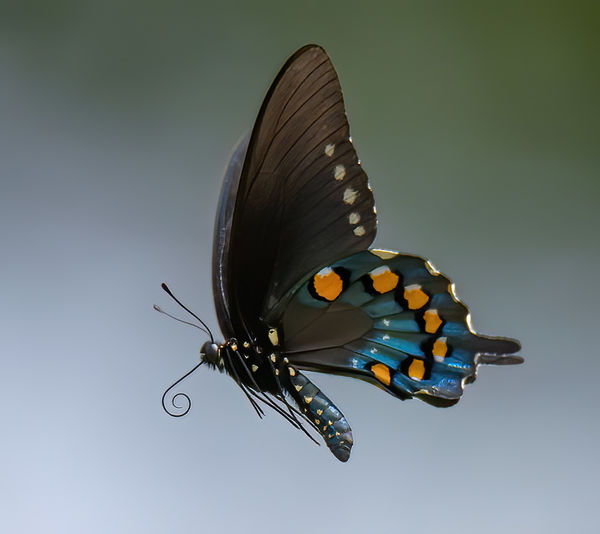 Pipevine Swallowtail Butterfly...