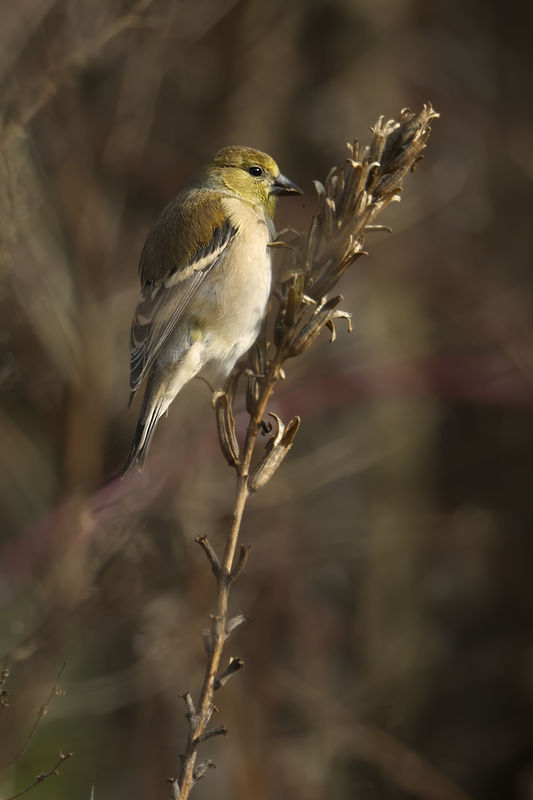 Male Goldfinch with winter plumage at Stroud Prese...