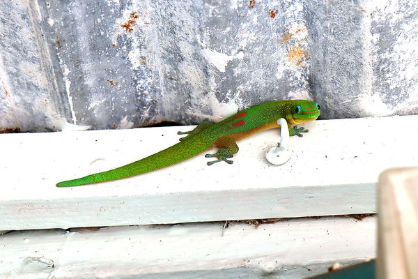Green Gecko...