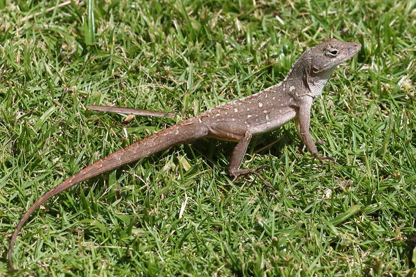 Brown Anole...