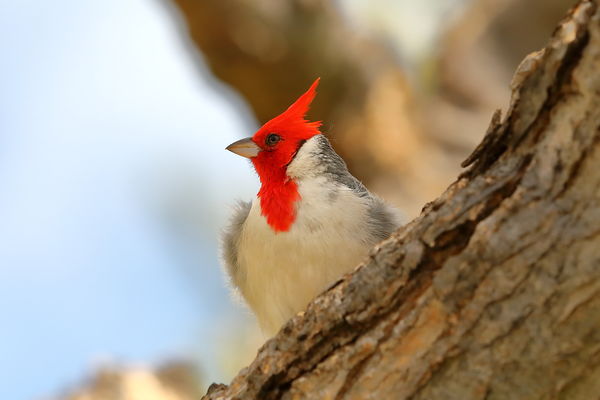 Red Crested Cardinal...