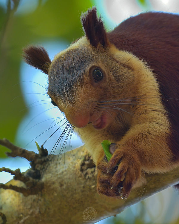 Malabar Giant Red Squirrel...