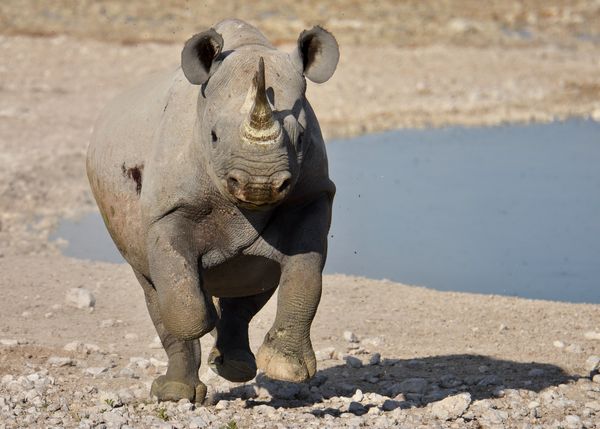Shot from a vehicle with engine running. Rhino run...