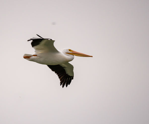 White Pelican...