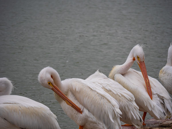 White pelicans Preening...