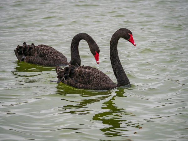 Black Swans...