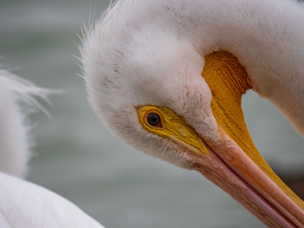 White Pelican closeup...