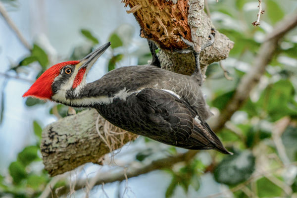 Pileated...