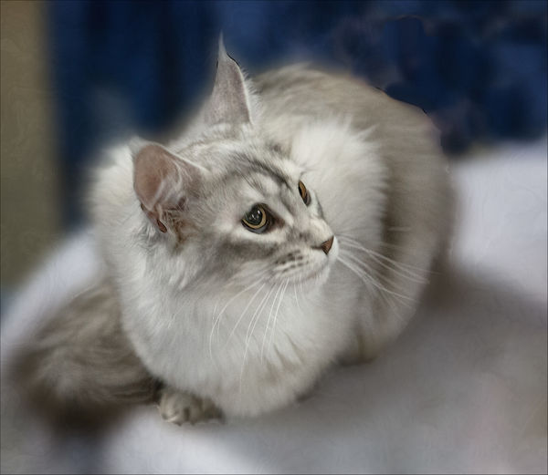 Finely Wrought Silverpoint Cat Taking a keen interest in her