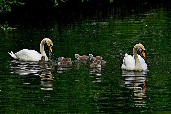 Parent Swans with Cygnets....