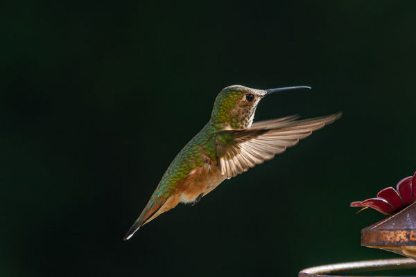 Allen's Hummingbird...
