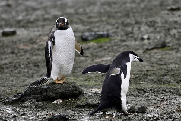 L to R- Gentoo and Chinstrap Penquins...