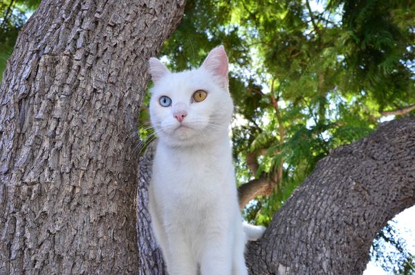 Somewhere in a tree, our heterochromic cat, Jewell...
