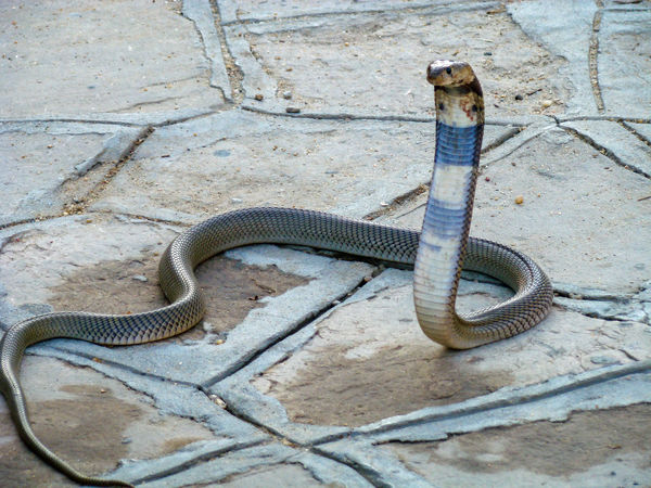 I was walking around a corner and saw this Cobra w...