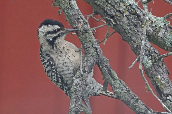Female Ladder-backed Woodpecker...