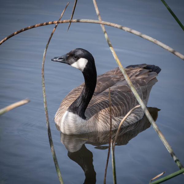 Canada Goose framed by reeds....