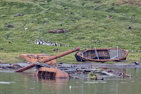 Abandoned whaling boats, Elephant seals, fur seals...