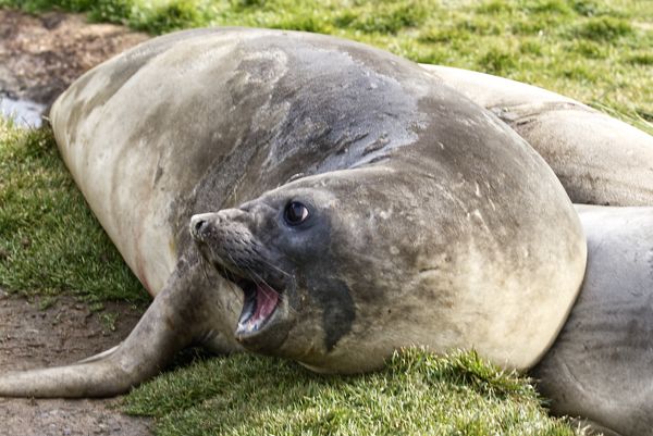 Agitated Elephant seal - a fur seal was passing by...
