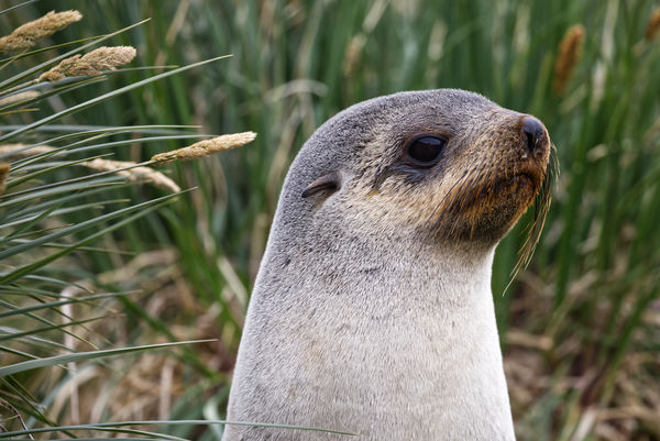 Female Fur seal in the hillocks...