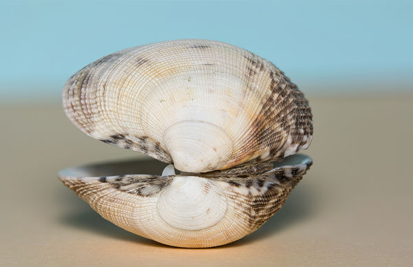 Cockle shell...