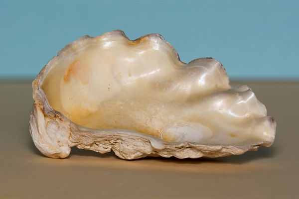 Oyster shell...