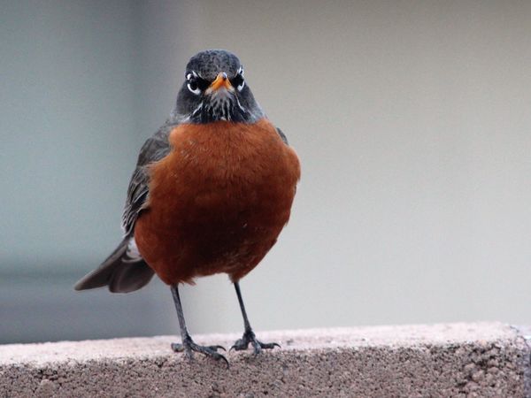 Robin doing his angry bird impression...