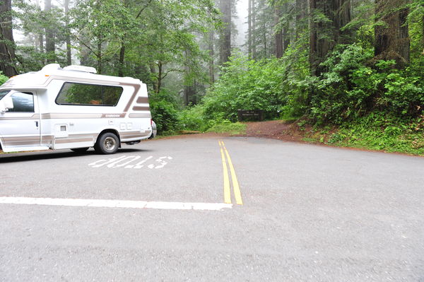 No Passing on the Road to Nowhere. Redwood Forest,...