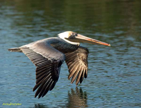 And Now the Brown Pelicans: Photos recently taken along the JFK ...