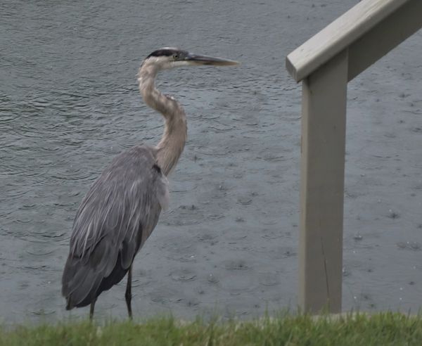 (3) a bit of  a stretch here on the Blue Heron's e...