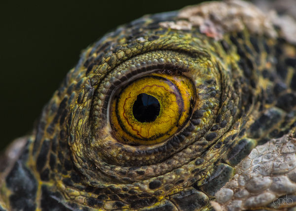 Iguana's eye Costa Rica...