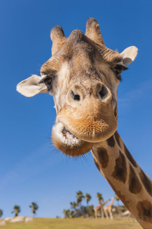 Friendly Giraffe...